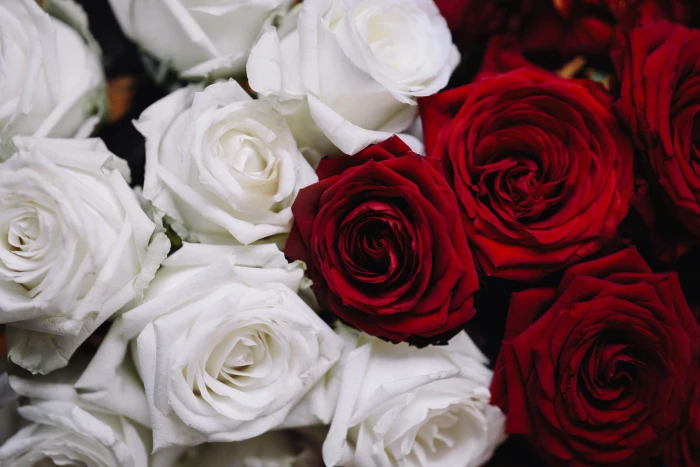 White And Red Roses Bouquet flower flowers flora Poland rose Flower 2k 4k 5k