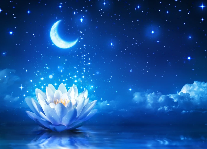white lotus flower Moon sky night flowers stars nature 2k 4k 5k