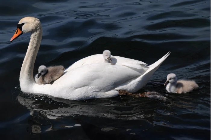 white swan and baby s on body of water cygnets 2k 4k