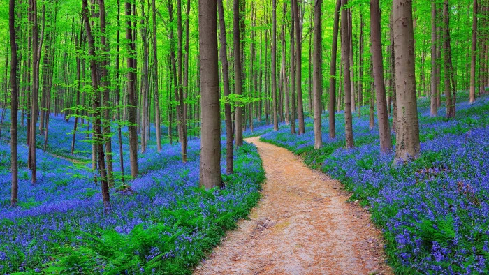 woodland nature bluebell forest vegetation spring tree 2k