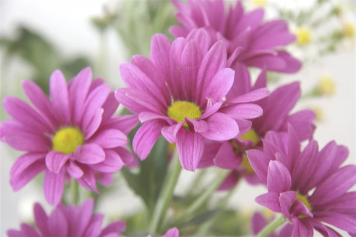 yellow and pink petaled flowers Fresh Raw flora nature plant 2k 4k