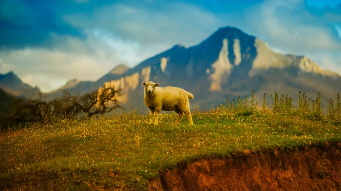 Zealand sheep new HD 2k 4k