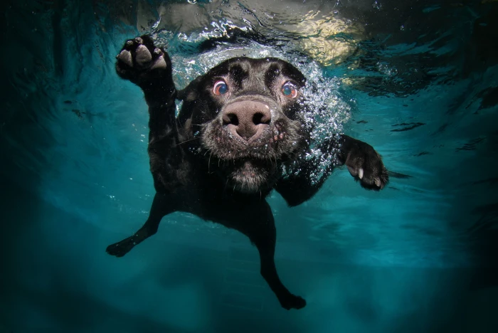 adult black Labrador retriever dog underwater swimming animals 2k 4k