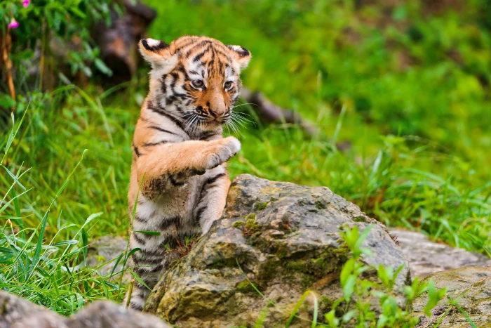 animal photography of baby tiger jumping near the rock with clear field grass 2k