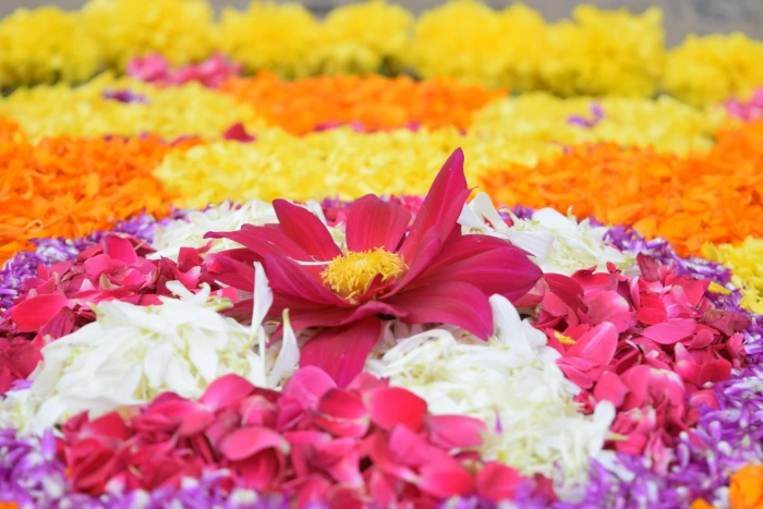 assorted flower bed Onam Kerala Festival India traditional 2k 4k 5k