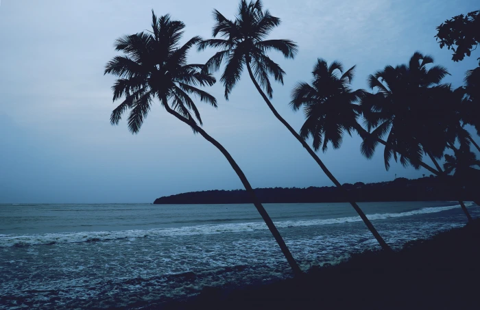 beach goa india palm tree trees coast beaches waves 2k 4k 5k