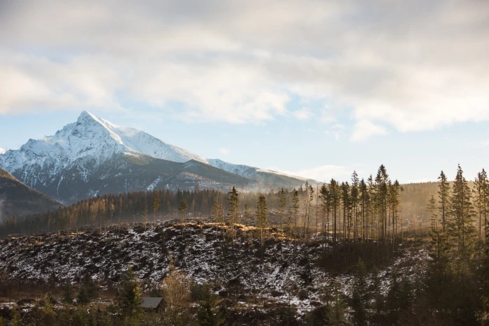 Big Mountain and Morning Woods Scenery cold forest hills mountains 2k 4k