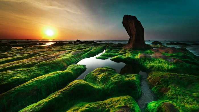 co thach beach tuy phong cothach moss viatnam asia grass 2k 4k