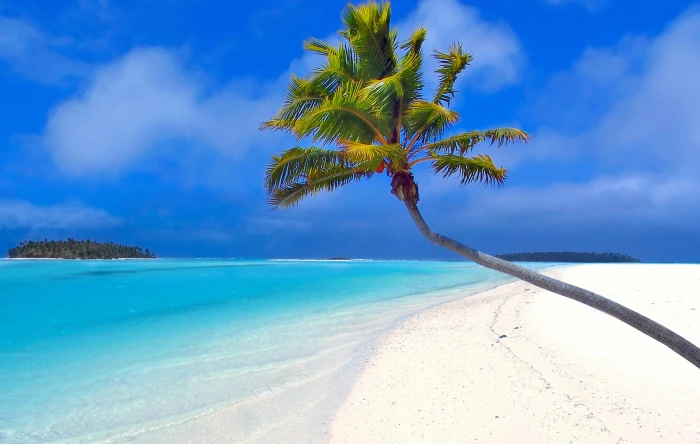 coconut tree maldives beach palm trees sand sea idyllic 2k 4k 5k