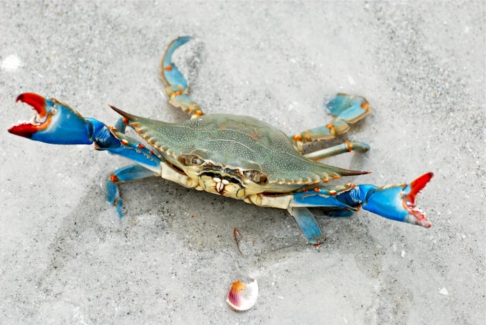 crabs animals nature crustaceans high angle view animal themes 2k 4k