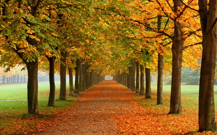 Fall Nature Wallpaper Autumn Leaves Colors 2k