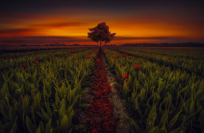 field free hd desktop wallpaper background plant growth 2k 4k