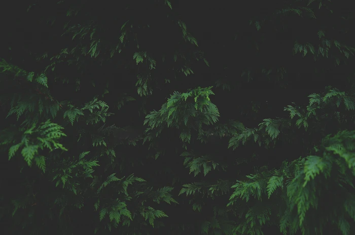 green leafed tree outside leaf plant texture natural 2k 4k 5k