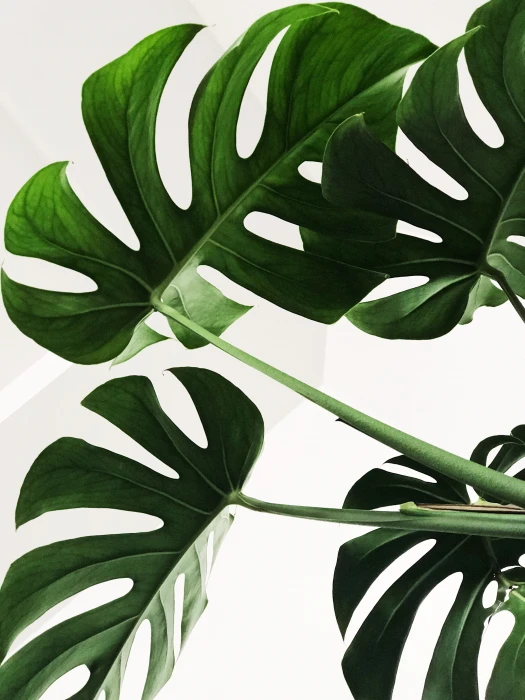 green leaves leafed plant in closeup shot greem minimal 2k