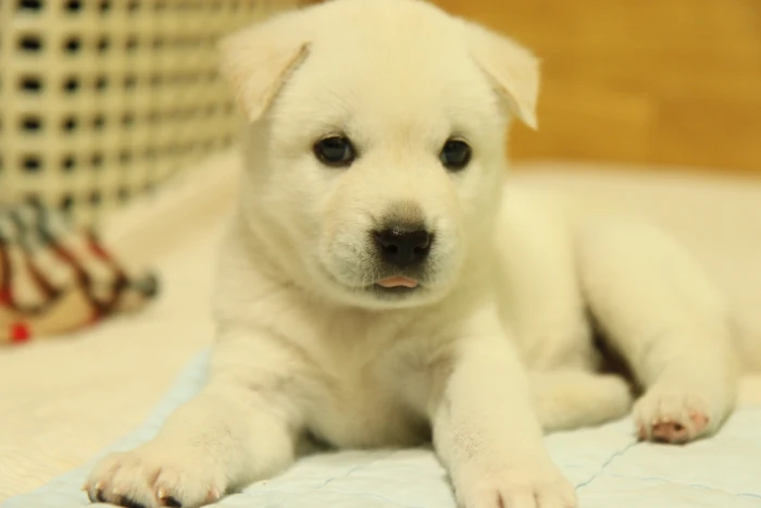 korean jindo dog puppy white fur animal themes mammal 2k