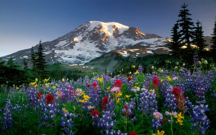 Landscapes Mountains Flowers Rainier Ultra Hd Wallpaper 2k 4k