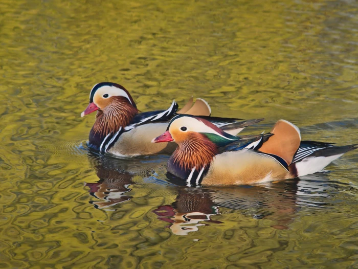 mandarin duck bird asia china water exotic nature 2k 4k 5k