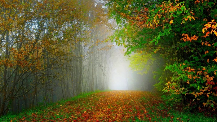 Morning nature scenery forest trees colorful leaves road 2k