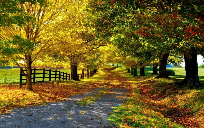 Nature Auntum Tree Road Wallpaper Images Hd Free 2k