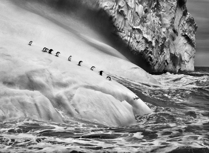 nature landscape animals ice penguins iceberg monochrome 2k