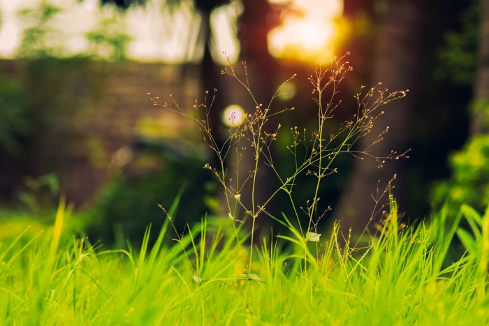 nature photography shahid xhahid bharti plant growth 2k 4k 5k