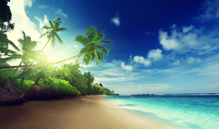 Palm trees on paradise beach illustration tropical coast Sea 2k 4k 5k