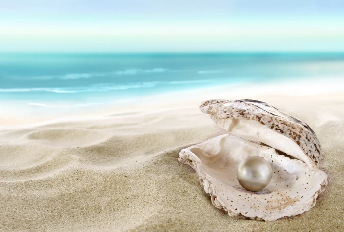 pearl and seashore wallpaper sand beach shell seashell perl 2k 4k 5k