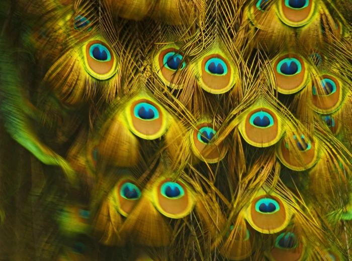 pile of peafowl feathers Dancing colors peacock feather colorful 2k
