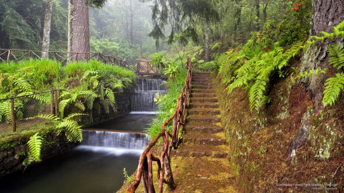 Queimadas Forest Park Madeira Portugal Nature 2k