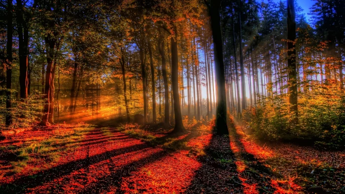 red leafed trees nature landscape forest sunlight fall sun rays 2k