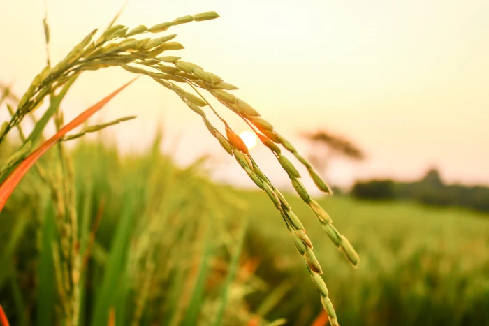 rice seeds agriculture harvesting wheat organic field 2k 4k 5k