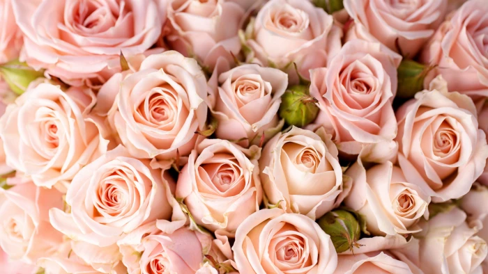 Roses wallpaper flowers pink 2k 4k 5k
