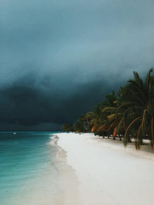 seashore during daytime portrait photography of palm trees on beach 2k