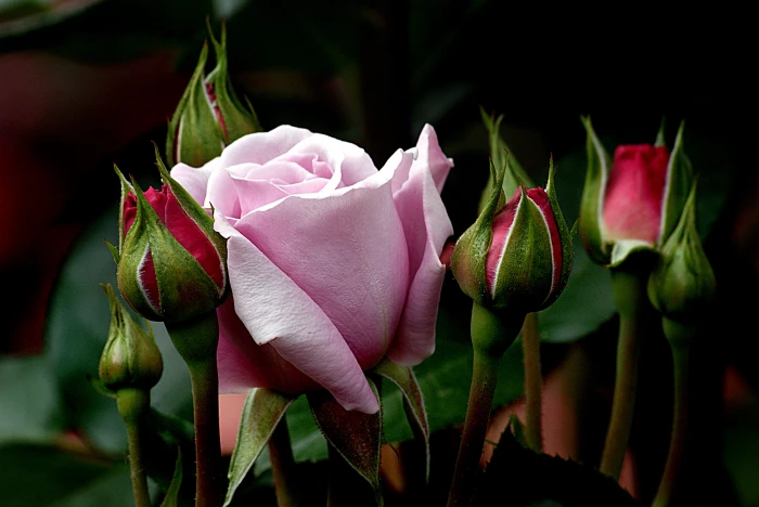 selective focus of pink rose with red roses and green leaves 2k 4k