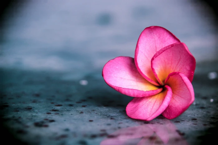 selective focus photography of pink adenium flower on floor Plumeria 2k 4k 5k