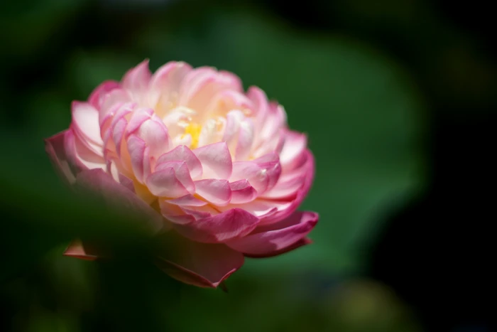 selective focus photography of pink Waterlily flower nature 2k 4k 5k
