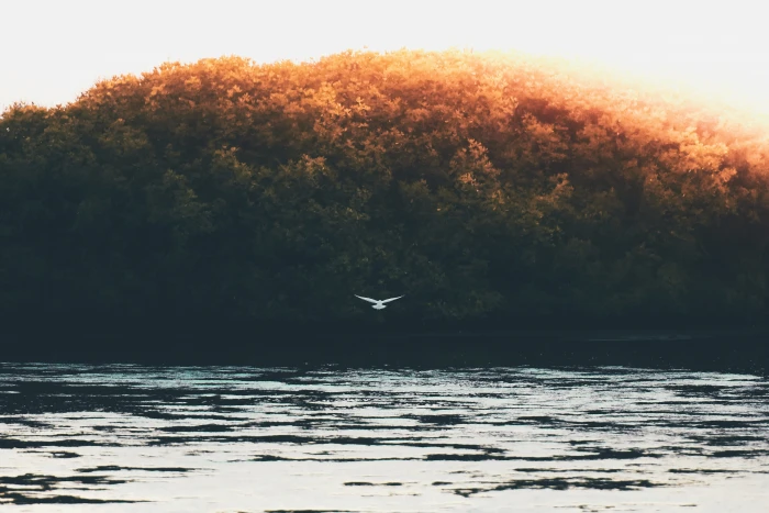 trees bird flying nature lake water sky cloud aesthetic 2k 4k 5k