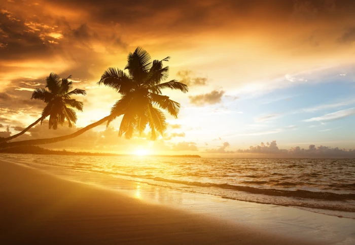 two green palm trees beach tropics sea sand sunset evening 2k 4k 5k