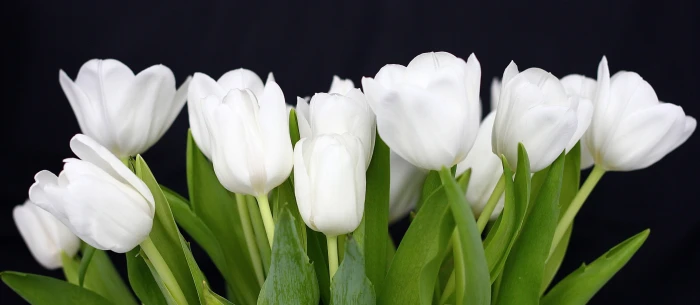 white rose scenery tulips Explore tulpan v r spring 2k 4k 5k
