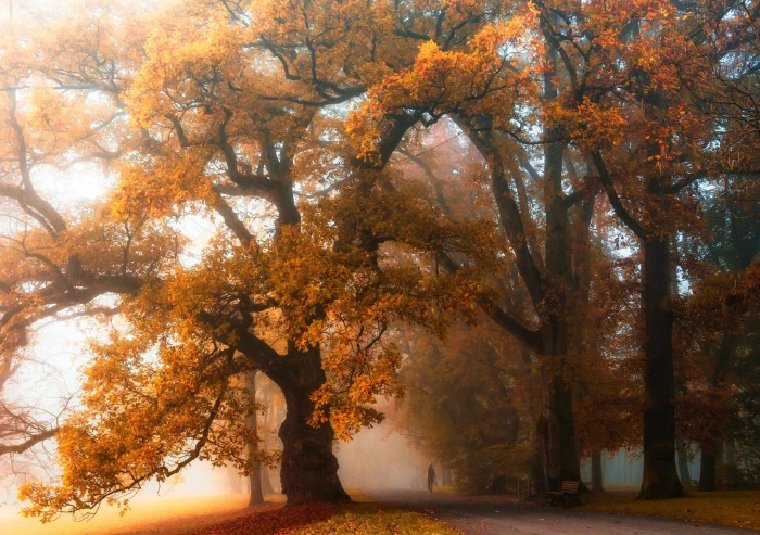yellow leafed trees orange mist walking park 2k