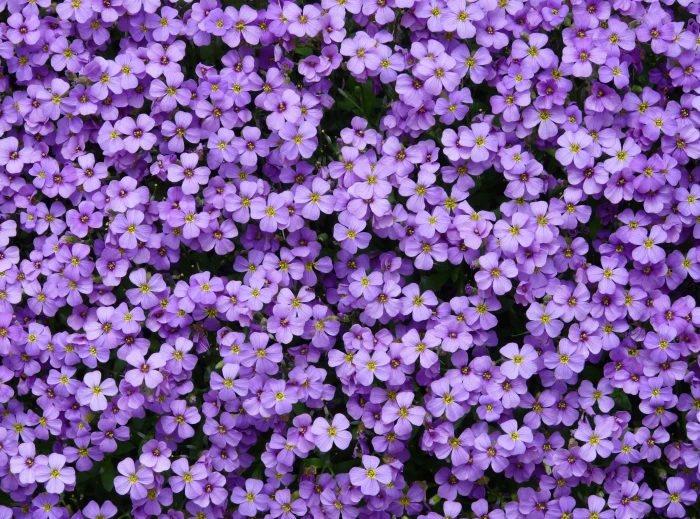 Aubrieta Flowers Nature Blue Colorful Beautiful Purple Spring 2k