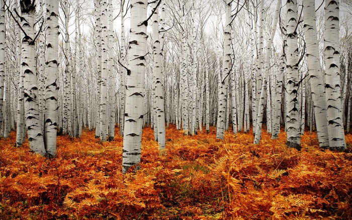 Autumn Tree Forest American Aspens Populus Tremuloide Scenery Of Colorado United States Landscape Wallpaper Hd 2k
