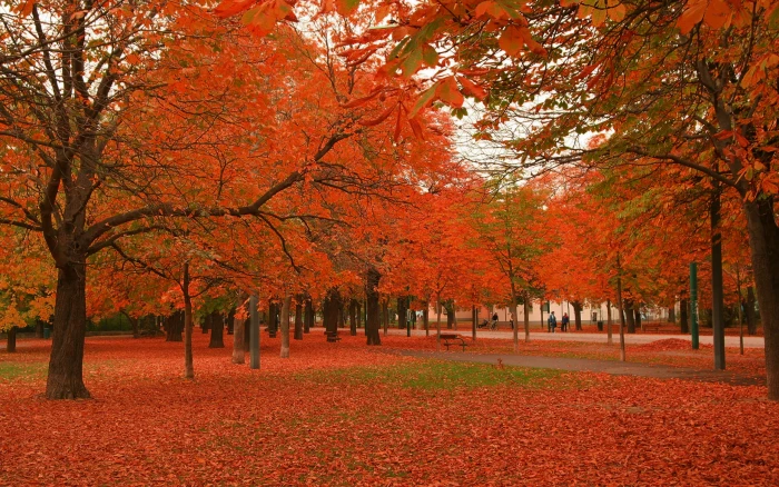 Beautiful Autumn Trees Nature Scenery beautiful nature wallpapers 2k