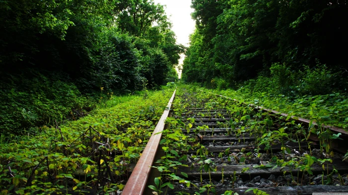 brown metal train rail trees railway nature plants abandoned 2k 4k