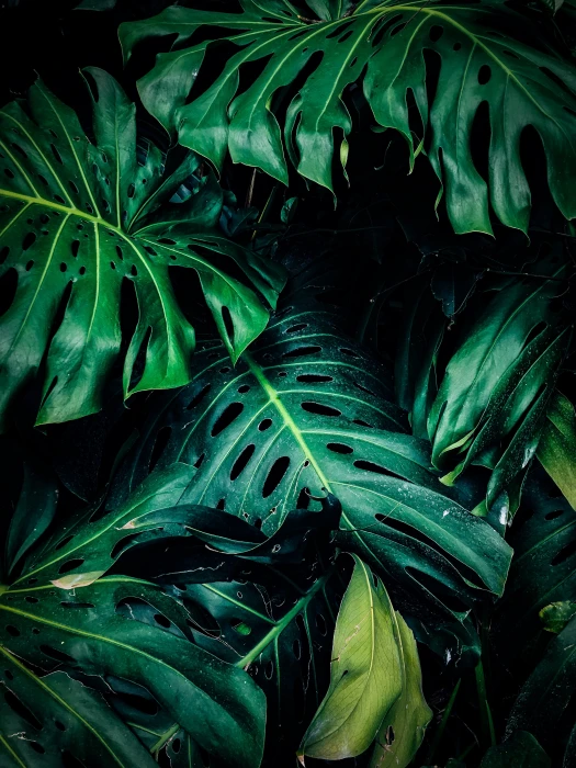 Close up Photo of Green Leafed Plant beautiful bright color 2k