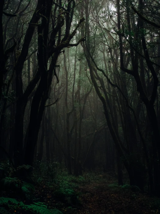 forest during daytime nature tree plant outdoors vegetation 2k