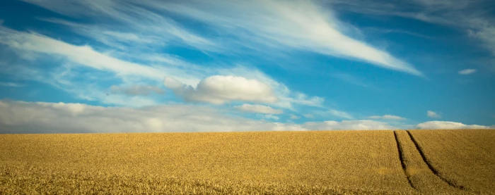 green grass field below blue sky and white clouds Summer crop 2k 4k 5k