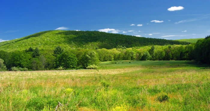 green grass with trees and mountain as background Hillside Pennsylvania 2k 4k