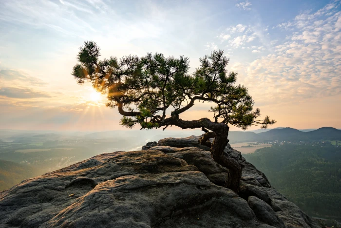 green leaf tree on top of mountains under calm sky during daytime 2k 4k