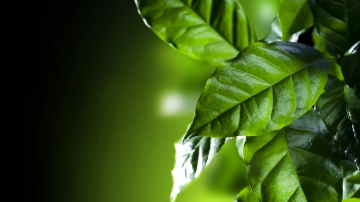 green leaves uhd close up coffee 2k 4k 5k 8k